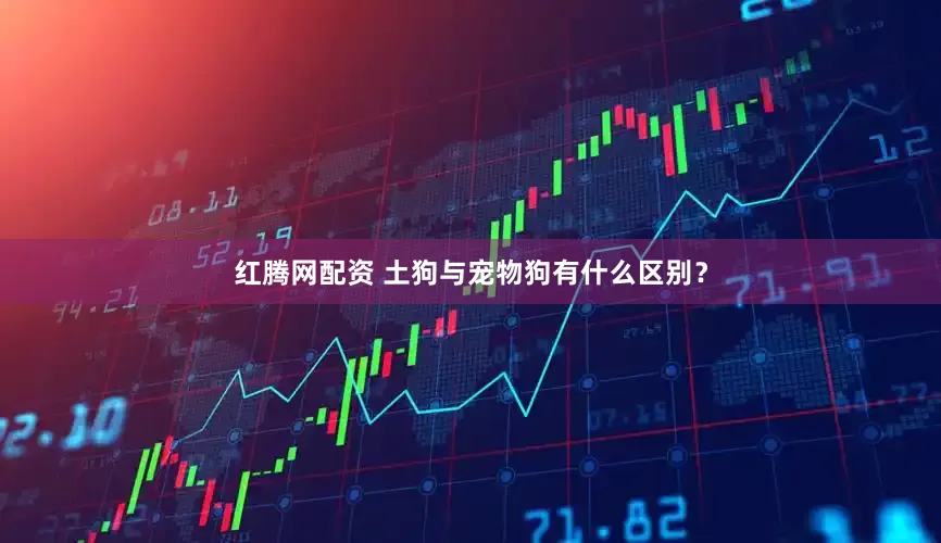 红腾网配资 土狗与宠物狗有什么区别？